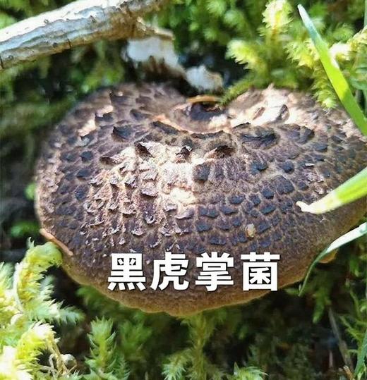 色达黑虎掌菌干片 商品图0
