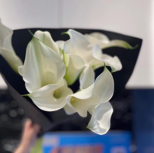 海芋~白色 商品图0