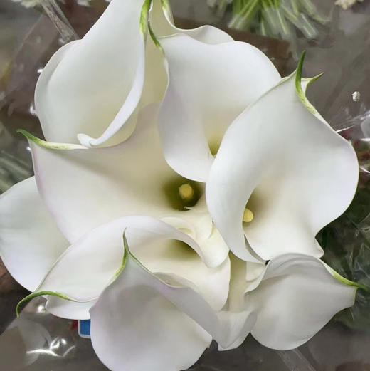 海芋~白色 商品图3