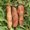 【云南深山灵芝山药】 鲜嫩多汁 甜蜜爽口 新鲜采摘 商品缩略图1