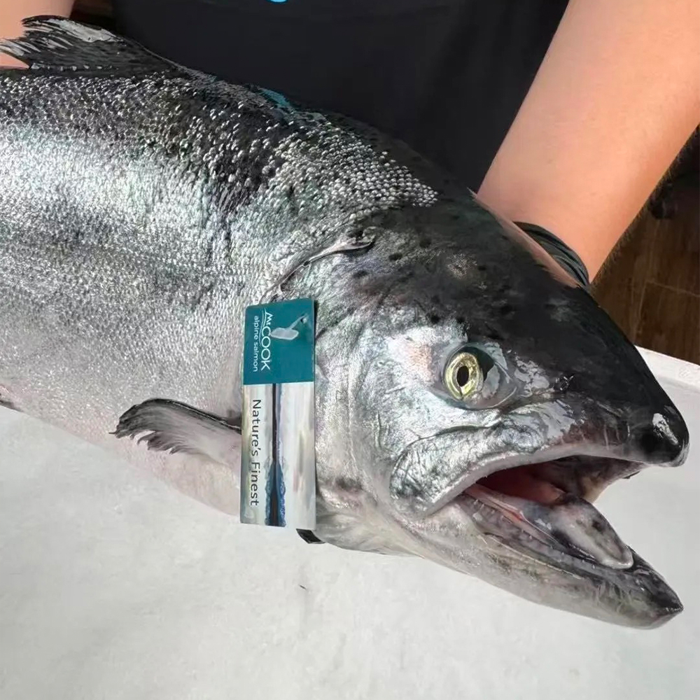 三文鱼“劳斯莱斯”新西兰帝王鲑！刺身级全球产量万分之一！