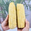 高叶酸有机甜糯玉米🌽，口感细腻，软糯香甜有嚼劲！家庭必备粗粮，大人小孩都需要它 商品缩略图5