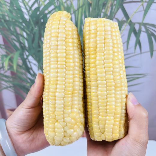 高叶酸有机甜糯玉米🌽，口感细腻，软糯香甜有嚼劲！家庭必备粗粮，大人小孩都需要它 商品图5