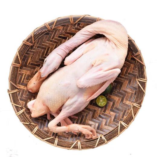 小麻鸭 约1kg/只 商品图1