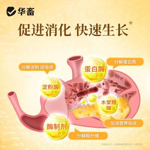 华畜犊牛快长猪牛羊催肥拉骨架兽用开胃健脾增肥长膘长肉猛吃猛长 商品图2