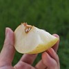 有机梨（中通，苏翠&新玉） | 合作生产 *Organic pear | Partner Production 商品缩略图1