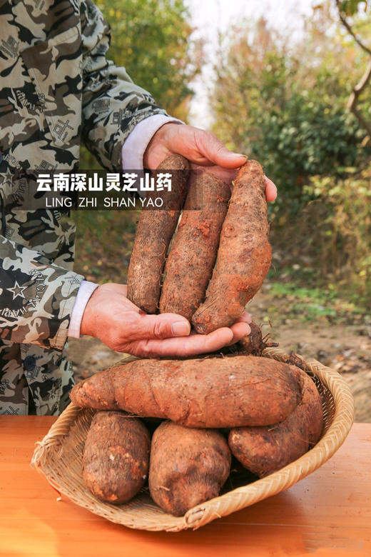 云南品种【云南深山灵芝山药】山药界的“三七”百年传承老字号，来自闻名的“软黄金”地区-云南文山 商品图0