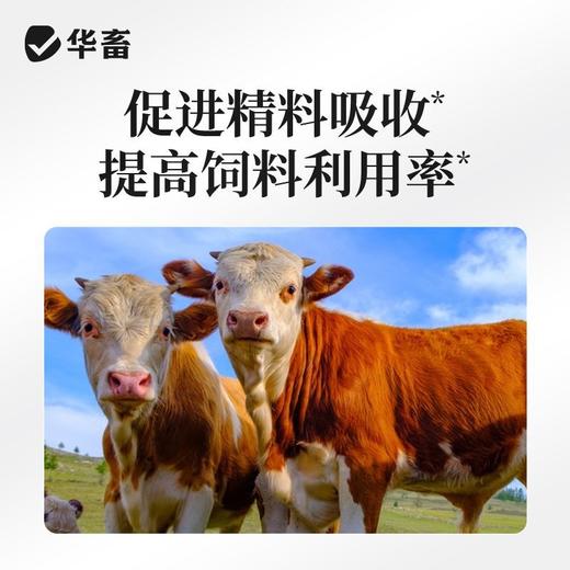 华畜犊牛快长猪牛羊催肥拉骨架兽用开胃健脾增肥长膘长肉猛吃猛长 商品图3