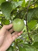 老板自己摘的鸡蛋果 商品缩略图4