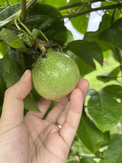 老板自己摘的鸡蛋果 商品图5
