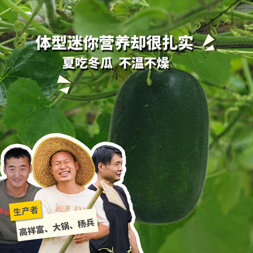 生态小冬瓜 | 绿家自产*ecological gourd | Self-production 商品图0