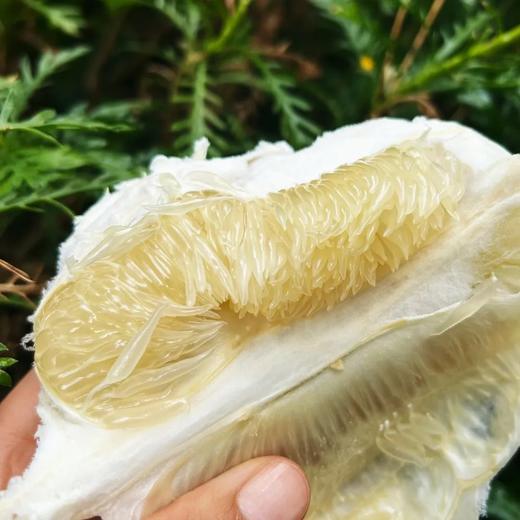 【云南西双版纳傣柚】品种稀有，产量稀少，有机种植标准，自然早熟，肉质紧实，果粒饱满，维C为梨10倍，柠檬5倍，高于普通柚子1倍多 商品图3