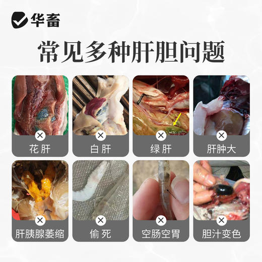 华畜肝胆利康散鱼药胆汁酸水产养殖鱼虾花白肝肝胆综合症清肝利胆 商品图1