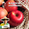 有机真的丑红富士苹果（满2件减20元） | 合作生产 Organic-real ugly Fuji apple | Coproduction 商品缩略图0