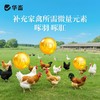 华畜禽用防啄卫士鸡鸭鹅鹦鹉鸽子打架止啄止咬防异食癖补微量元素 商品缩略图4