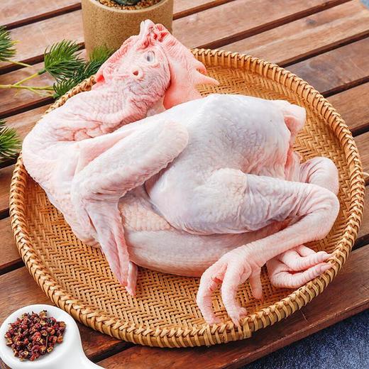冷鲜 文昌鸡/份 母鸡 商品图3