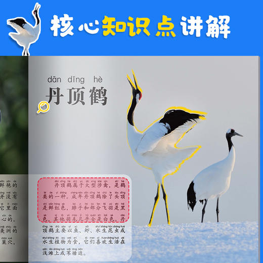 少儿科普百科书童眼观世界3-8岁儿童看图识物启蒙书幼儿宝宝早教百科大全书认动物认鸟类认恐龙认建筑认国家 商品图7