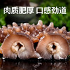 大黄鲜森 大连即食海参（15-20头）500g 商品缩略图2