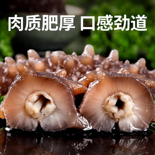 大黄鲜森 大连即食海参（15-20头）500g 商品图2