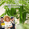 生态牛角椒 | 绿家自产*Ecological Cayenne pepper | Self-production 商品缩略图0