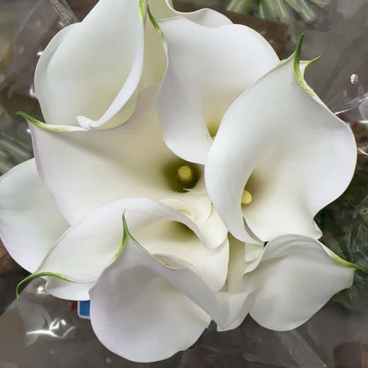 海芋~白色 商品图1