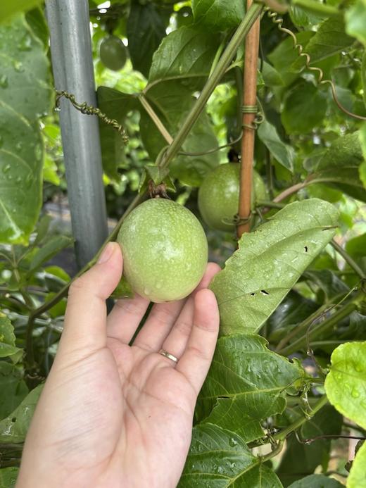 老板自己摘的鸡蛋果 商品图3