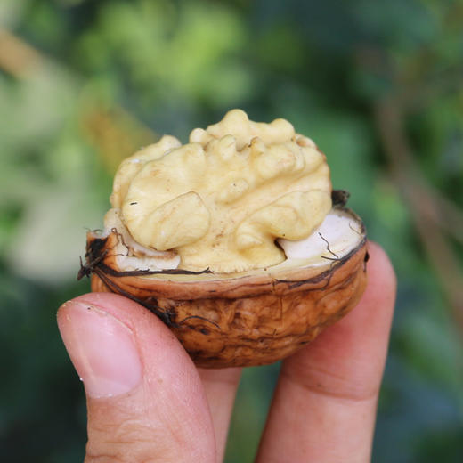 2025年农家新鲜湿核桃 去青皮发货  果仁饱满  脆嫩香甜  核桃 3斤 商品图4