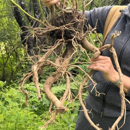 西藏野生藏黄芪 少量货 拍完即无 商品图2