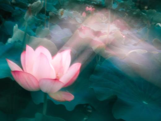 8.18/9.2【摇旋花木】摇曝旋曝外拍活动・花木篇 商品图1