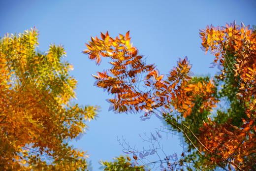 8.18/9.2【摇旋花木】摇曝旋曝外拍活动・花木篇 商品图10