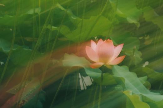 8.18/9.2【摇旋花木】摇曝旋曝外拍活动・花木篇 商品图2