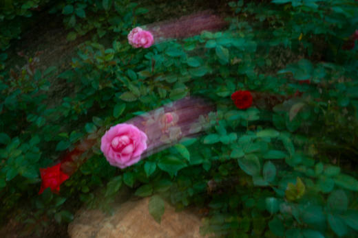 8.18/9.2【摇旋花木】摇曝旋曝外拍活动・花木篇 商品图8