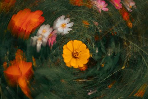 8.18/9.2【摇旋花木】摇曝旋曝外拍活动・花木篇 商品图5