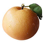 永新蜜梨12个装套袋果清甜多汁新鲜直达 商品图0