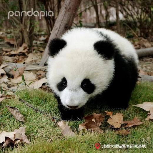 12.14/12.20🐼成都熊猫基地官方合作课程【熊猫妈妈的育儿日记】🎫含成都熊猫基地门票，免排队进基地；🌙2号别墅+月亮产房参观，🍼体验熊猫育幼师；🎁赠熊猫基地官方研学礼包 商品图1