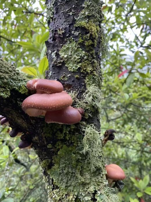 【增值服务】【云南野生干菌】很多朋友在找品质高的野生菌子，福利采购分享 商品图0