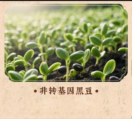 竹盐炒黑豆238克 商品图3