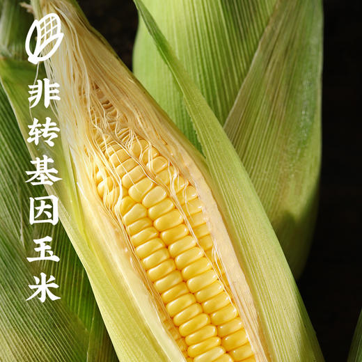 西贝脱皮玉米羹300g*6袋  专利脱皮 玉米来自黑龙江扎龙湿地 黄金玉米带  【渠道】 商品图7