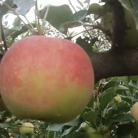 净土生态红富士苹果、鲁丽苹果、嘎啦青苹果、嘎啦红苹果、藤木早熟青苹果净重5斤和8斤，包邮