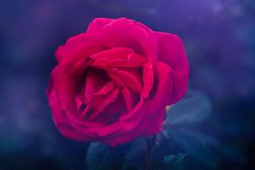 8.13/8.28【繁花叠影】多重曝光外拍活动・花卉篇