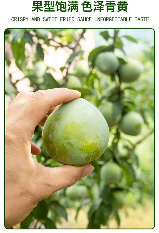 前岐油奈李蜂糖李当季新鲜水果桃形李青脆奈李5斤装 商品图9