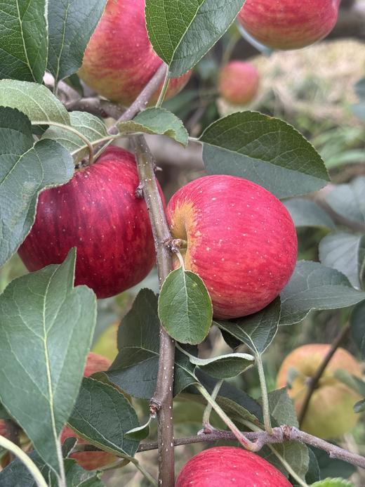 云南高原冰糖心红冠苹果【瑕疵】 3斤装 商品图2