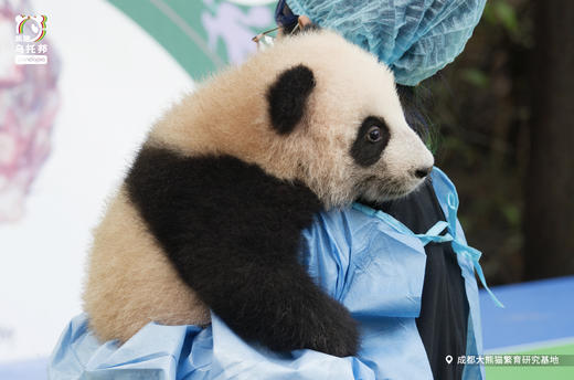12.14/12.20🐼成都熊猫基地官方合作课程【熊猫妈妈的育儿日记】🎫含成都熊猫基地门票，免排队进基地；🌙2号别墅+月亮产房参观，🍼体验熊猫育幼师；🎁赠熊猫基地官方研学礼包 商品图6
