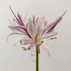 国产稀有小众花材红蓝石蒜/香石蒜/粉石蒜10支 商品缩略图3