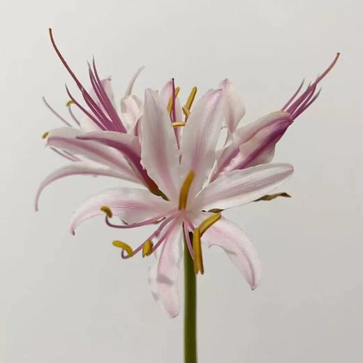 国产稀有小众花材红蓝石蒜/香石蒜/粉石蒜10支 商品图3