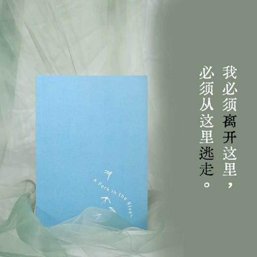 凤凰籽 商品图3