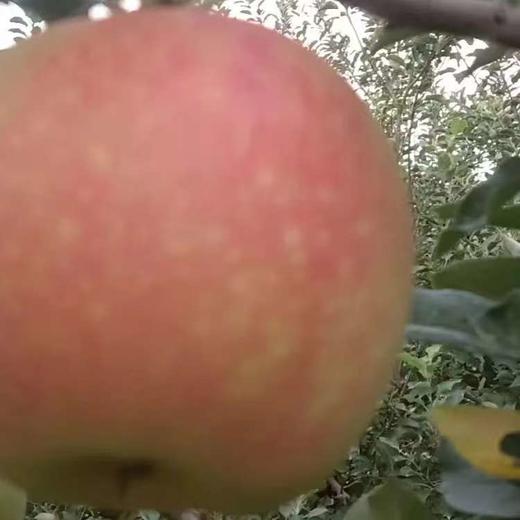 净土生态红富士苹果、鲁丽苹果、嘎啦青苹果、嘎啦红苹果、藤木早熟青苹果净重5斤和8斤，包邮 商品图1