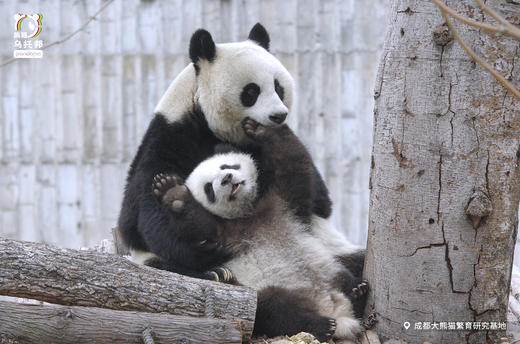 12.14/12.20🐼成都熊猫基地官方合作课程【熊猫妈妈的育儿日记】🎫含成都熊猫基地门票，免排队进基地；🌙2号别墅+月亮产房参观，🍼体验熊猫育幼师；🎁赠熊猫基地官方研学礼包 商品图12