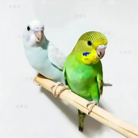 虎皮鹦鹉 2只组合  单层笼+试吃粮+饲养手册+土霉系  ‘七天包活  ’❗一定要录开箱视频 ❗