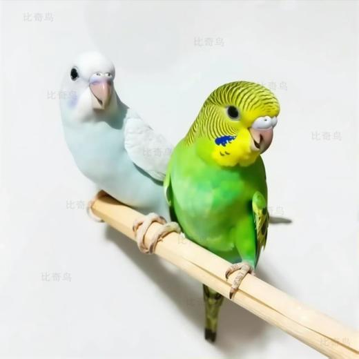 虎皮鹦鹉 2只组合  单层笼+试吃粮+饲养手册+土霉系  ‘七天包活  ’❗一定要录开箱视频 ❗ 商品图0